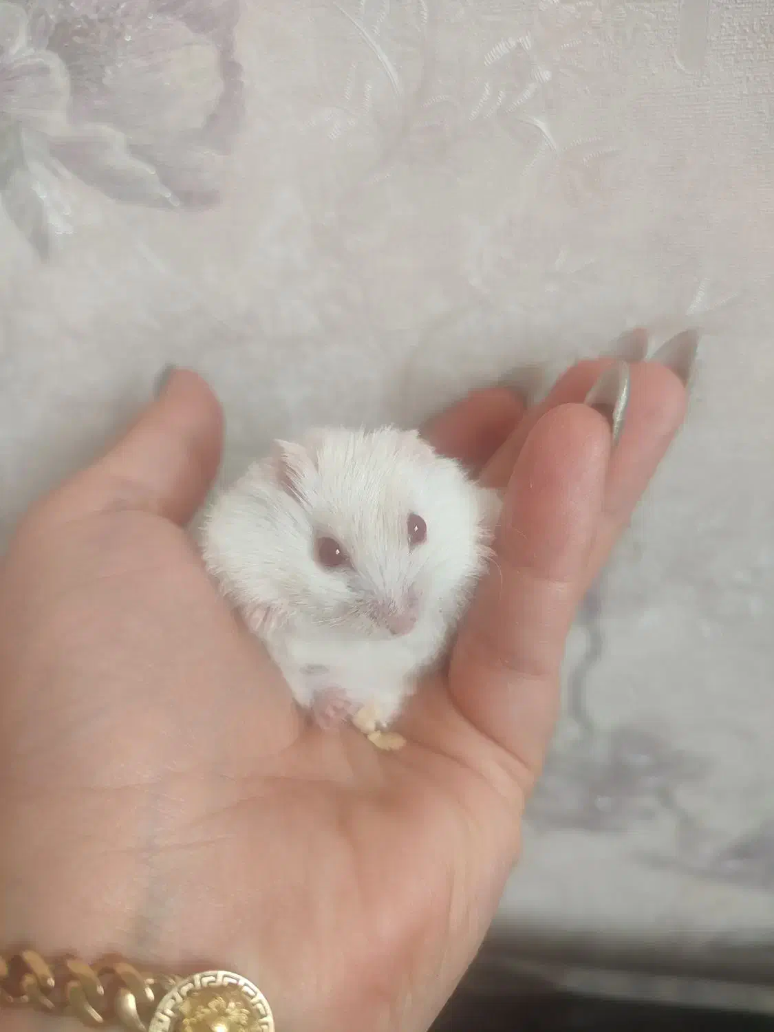 قیمت استثنایی همستر کمپل|موش و خرگوش|سهند, |دیوار