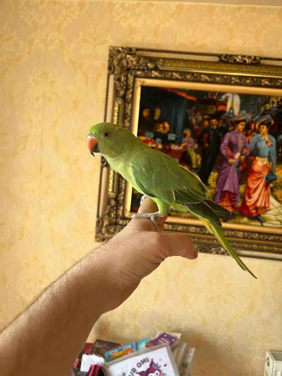 دو عدد ملنگو اهلی توپر وسالم|پرنده|تبریز, |دیوار