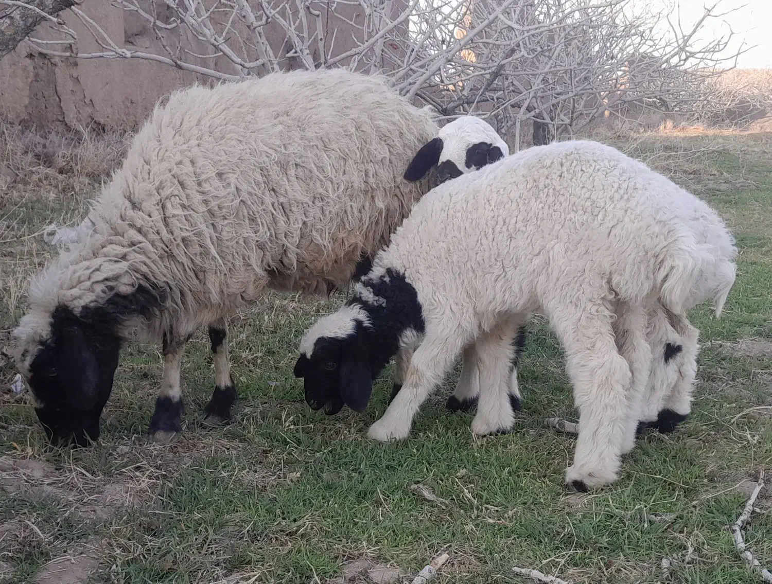 میش زاییده|حیوانات مزرعه|کشکوئیه, |دیوار