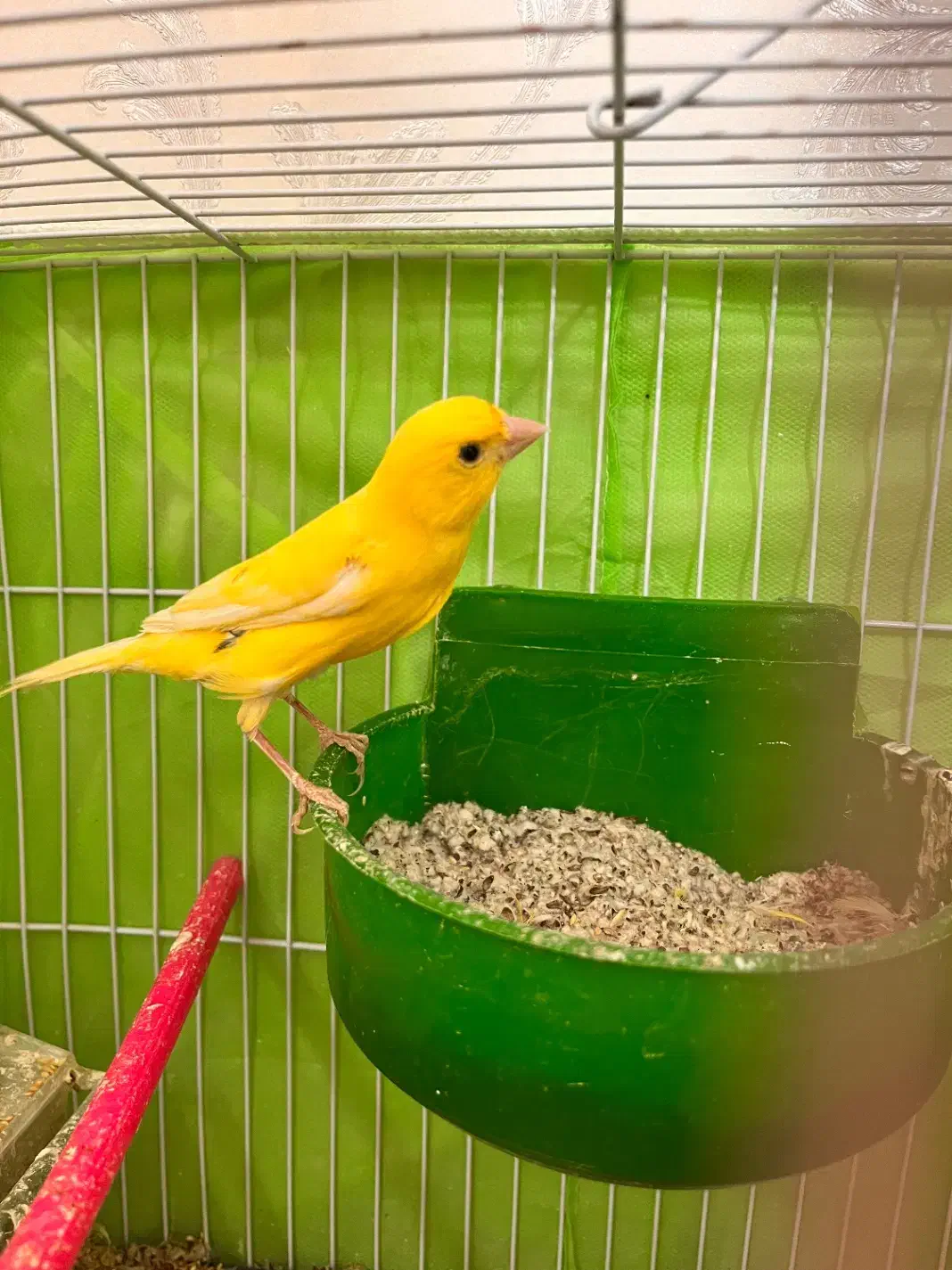 قناری|پرنده|مشهد, شاهد (شهرک غرب)|دیوار