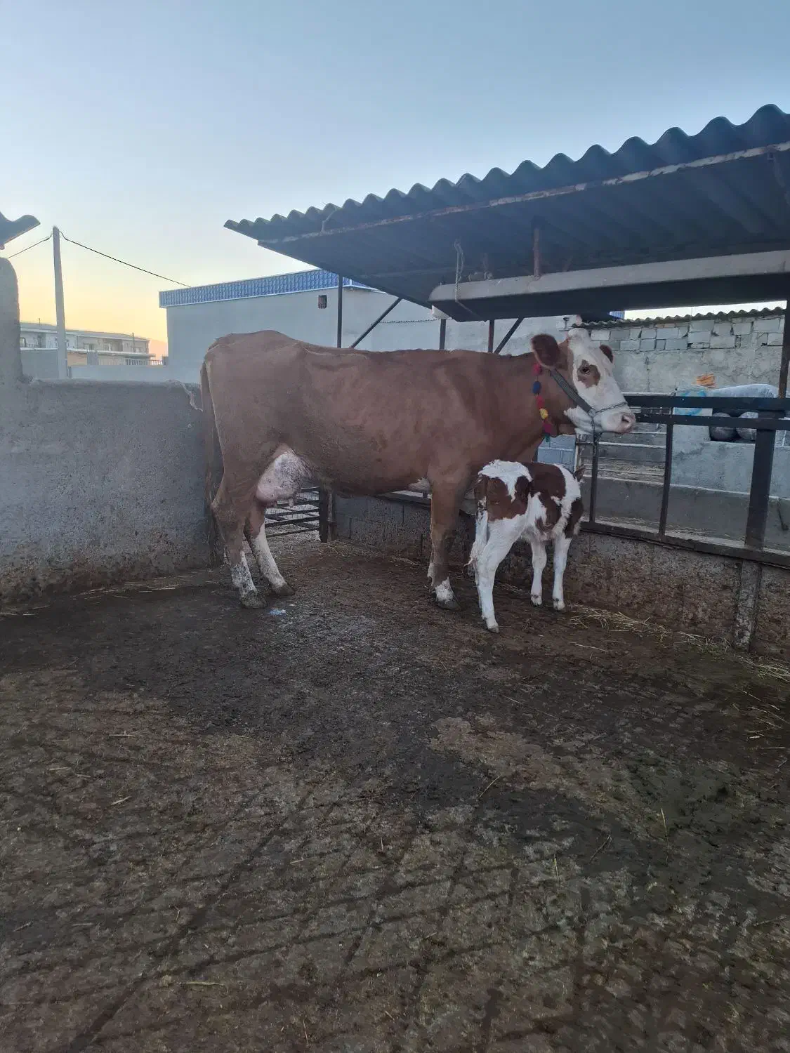 گاو سیمیتال قرمز|حیوانات مزرعه|گرگان, |دیوار