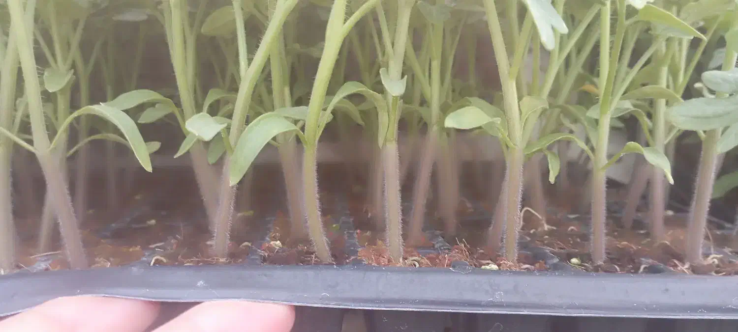 نشا 4129دستی|خدمات باغبانی و درختکاری|خورموج, |دیوار