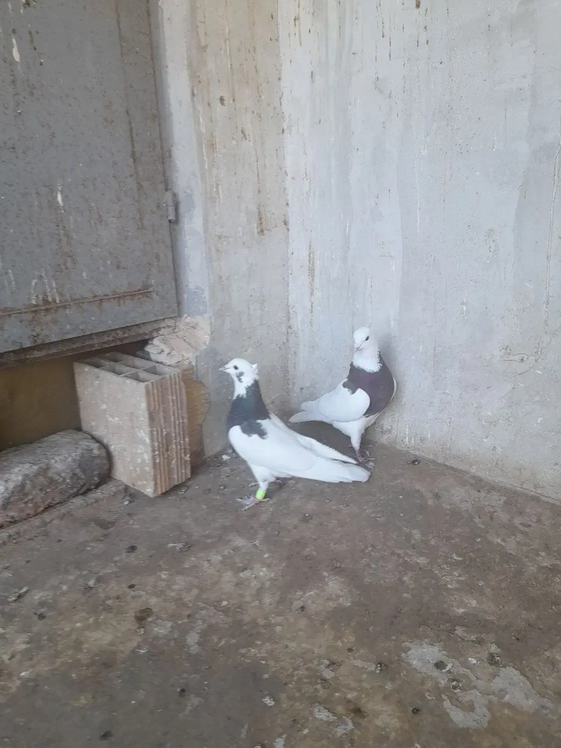 طوقی جفتی و|پرنده|اقبالیه, |دیوار