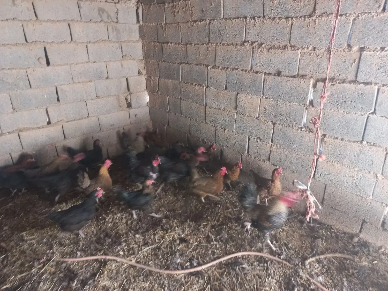 مرغ و خروس|حیوانات مزرعه|بم پشت, |دیوار