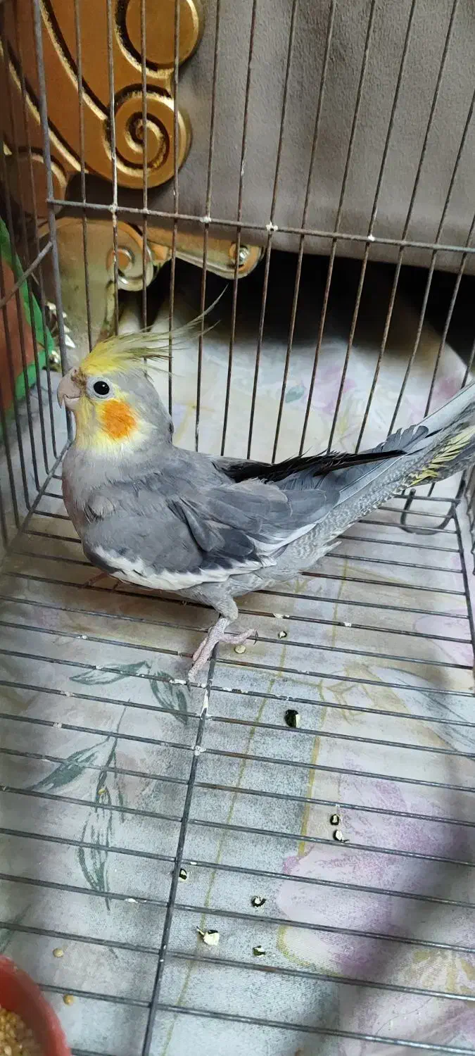 عروس هلندی|پرنده|تبریز, |دیوار