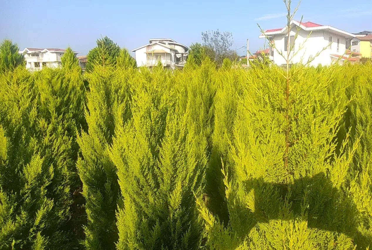 لاوسون یاس هلندی تاکسوز کاج طلایی گل و گیاه.|گل و گیاه طبیعی|چابکسر, |دیوار