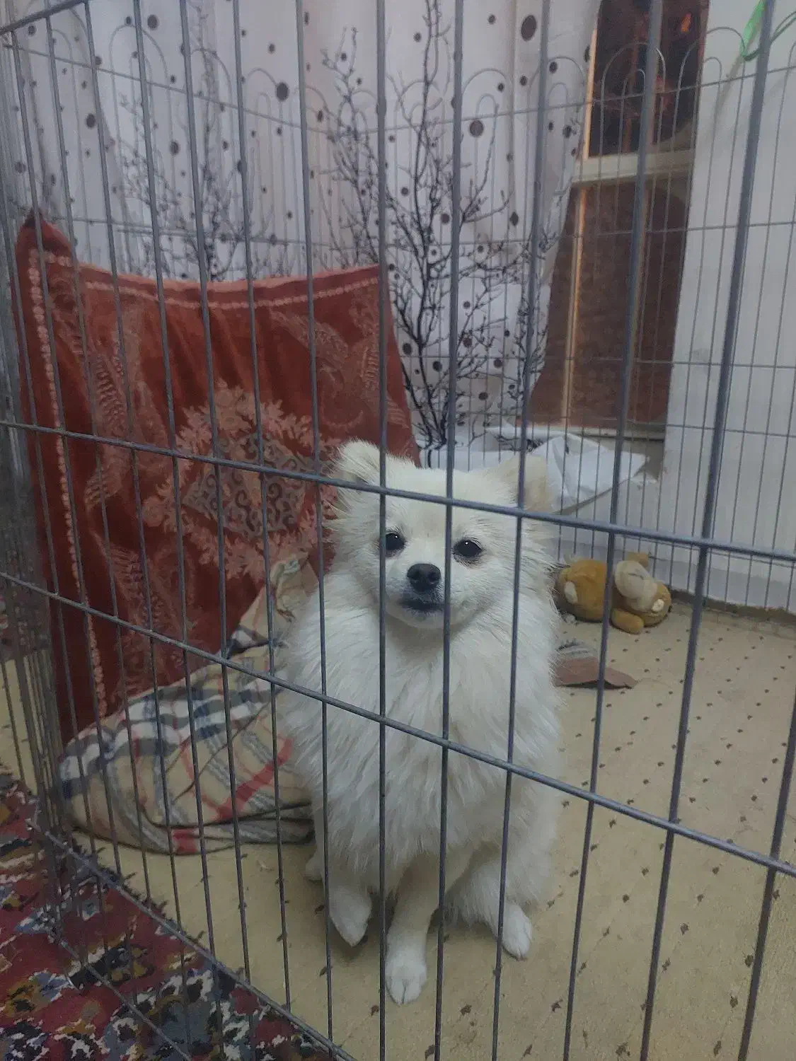 فروش، سگ ماده کاملاآموزش دیده|سگ|بافت, |دیوار