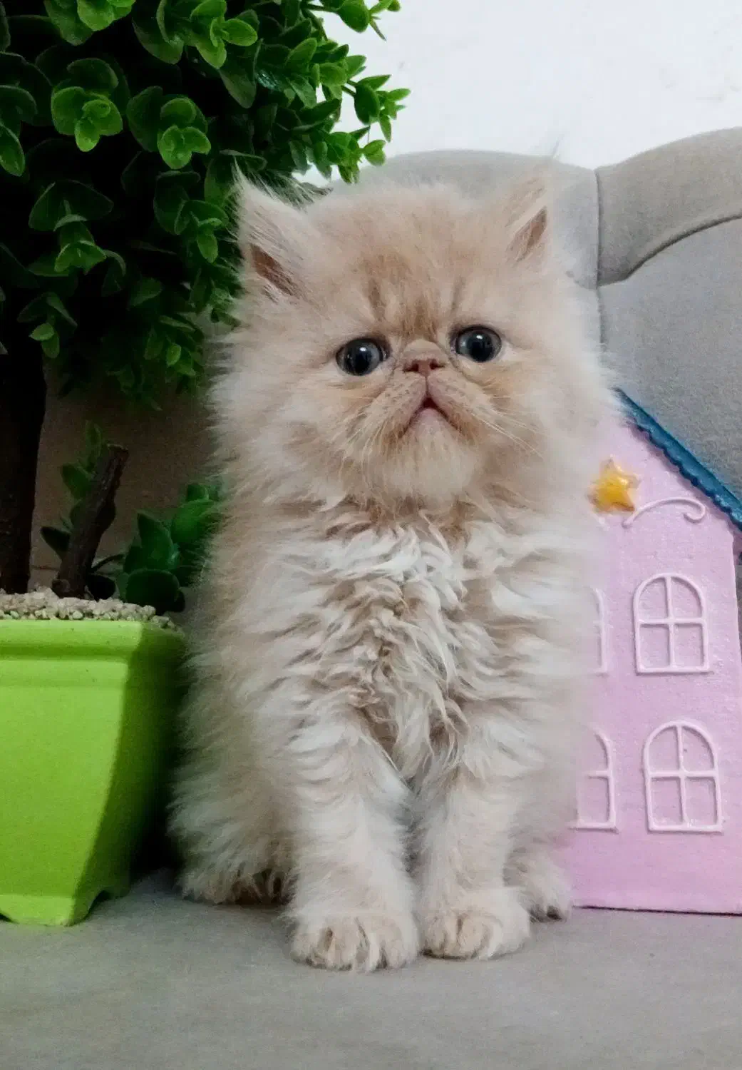 گربه پرشین|گربه|رشت, صفاری|دیوار