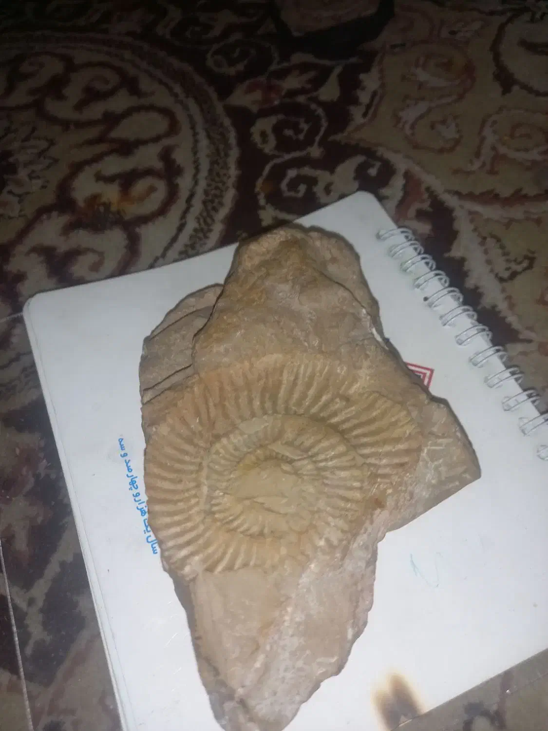 فسیل درجه یک|کلکسیون اشیاء عتیقه|دامغان, |دیوار