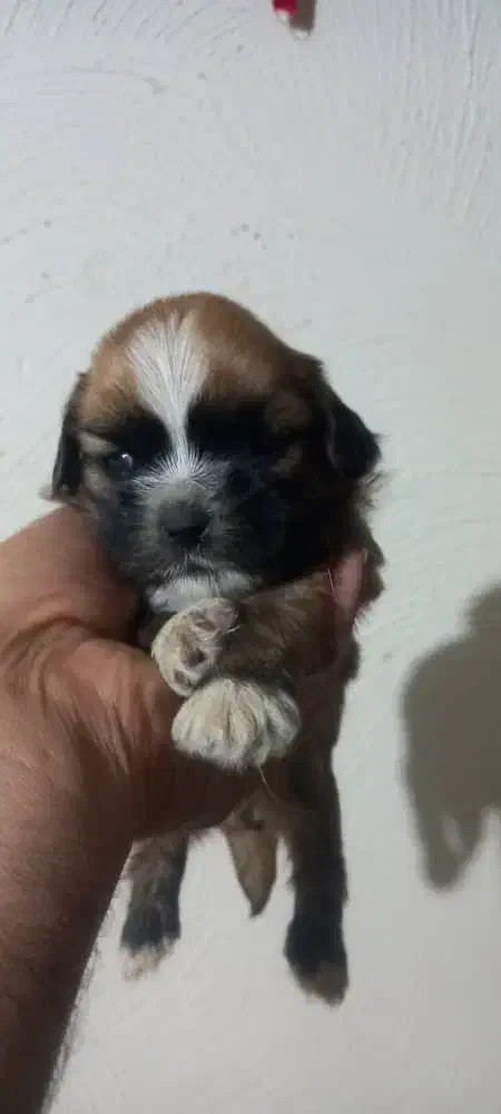 سگ آپارتمانی|سگ|وحیدیه, |دیوار