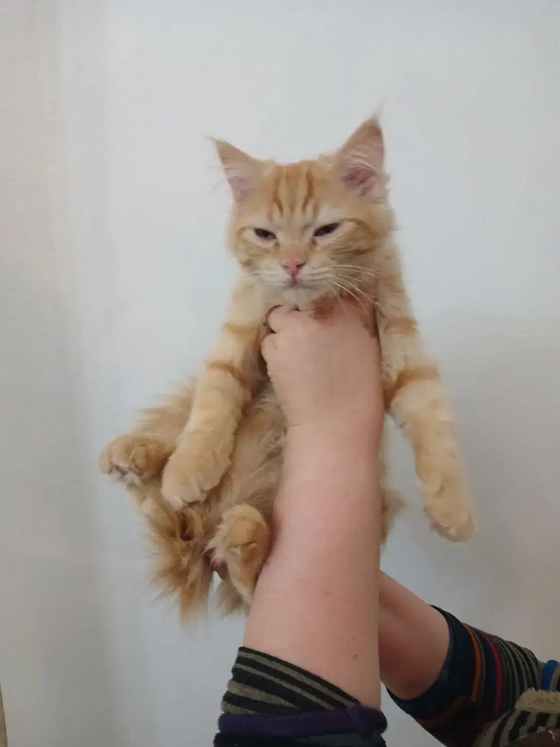 واگذاری|گربه|اردبیل, |دیوار