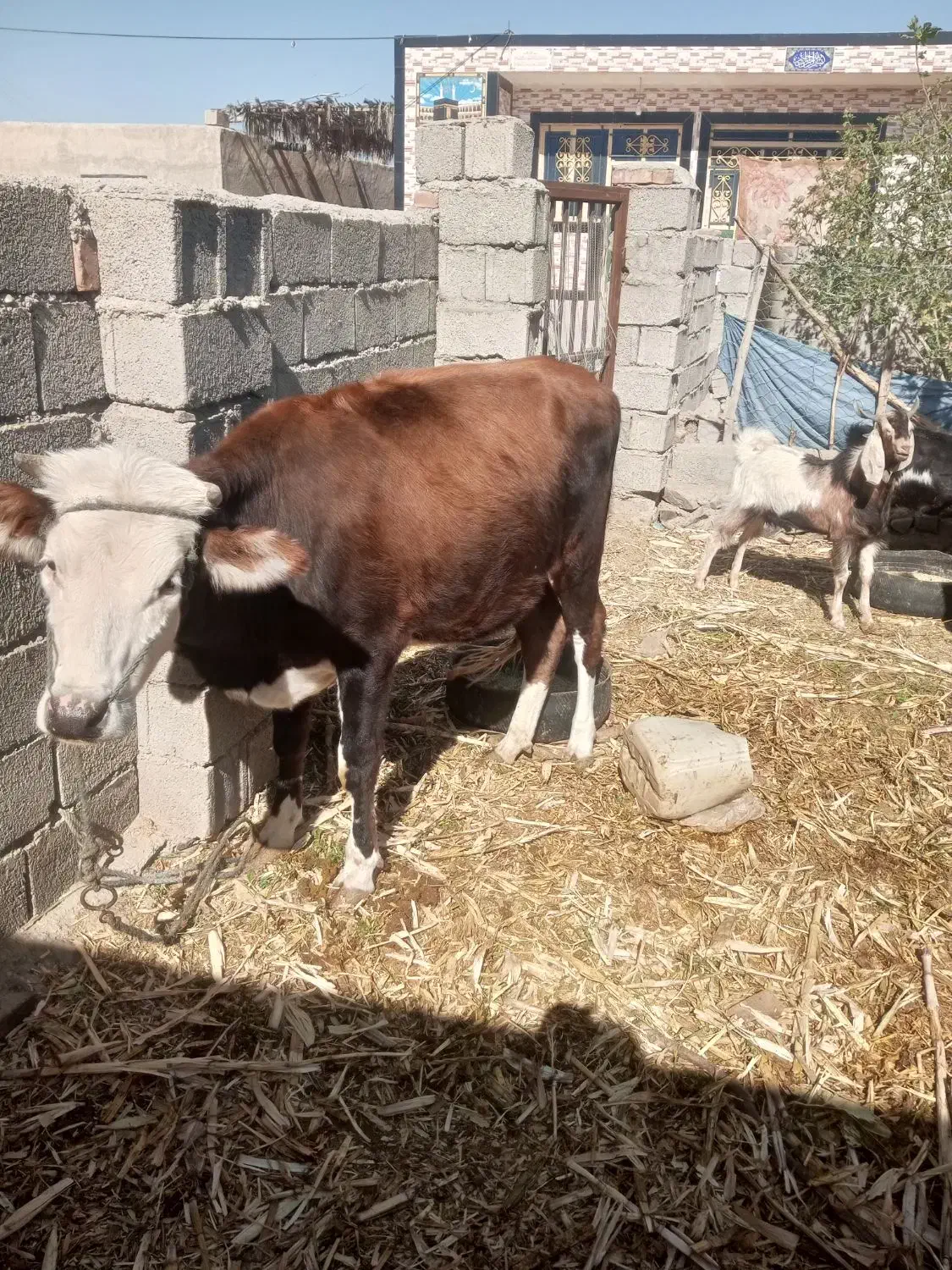 گاوفروشی شش هفت ماه که آپسته|حیوانات مزرعه|ریگ ملک, |دیوار