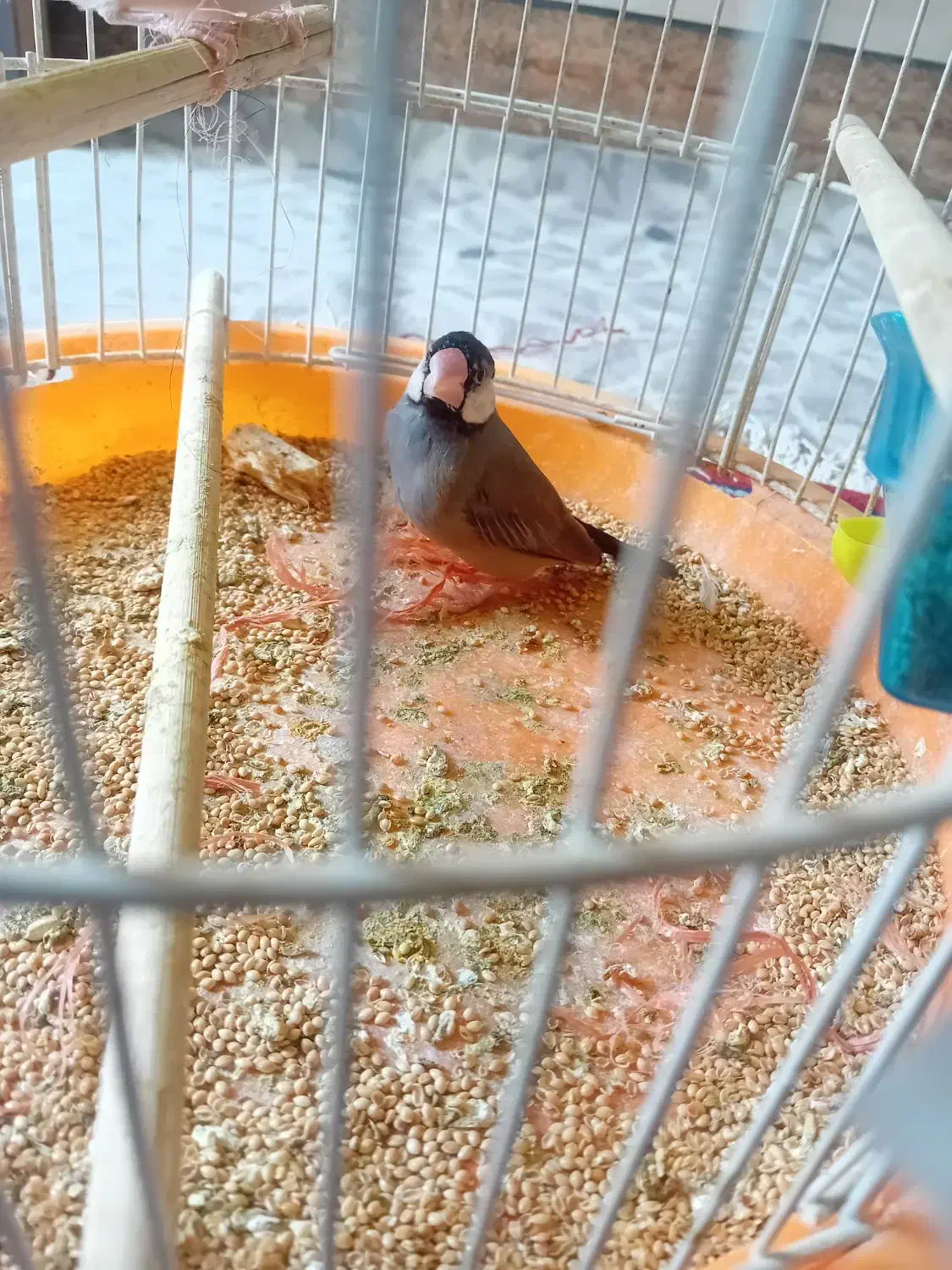 فنچ نرگسی|پرنده|تربت جام, میرقوام الدین|دیوار