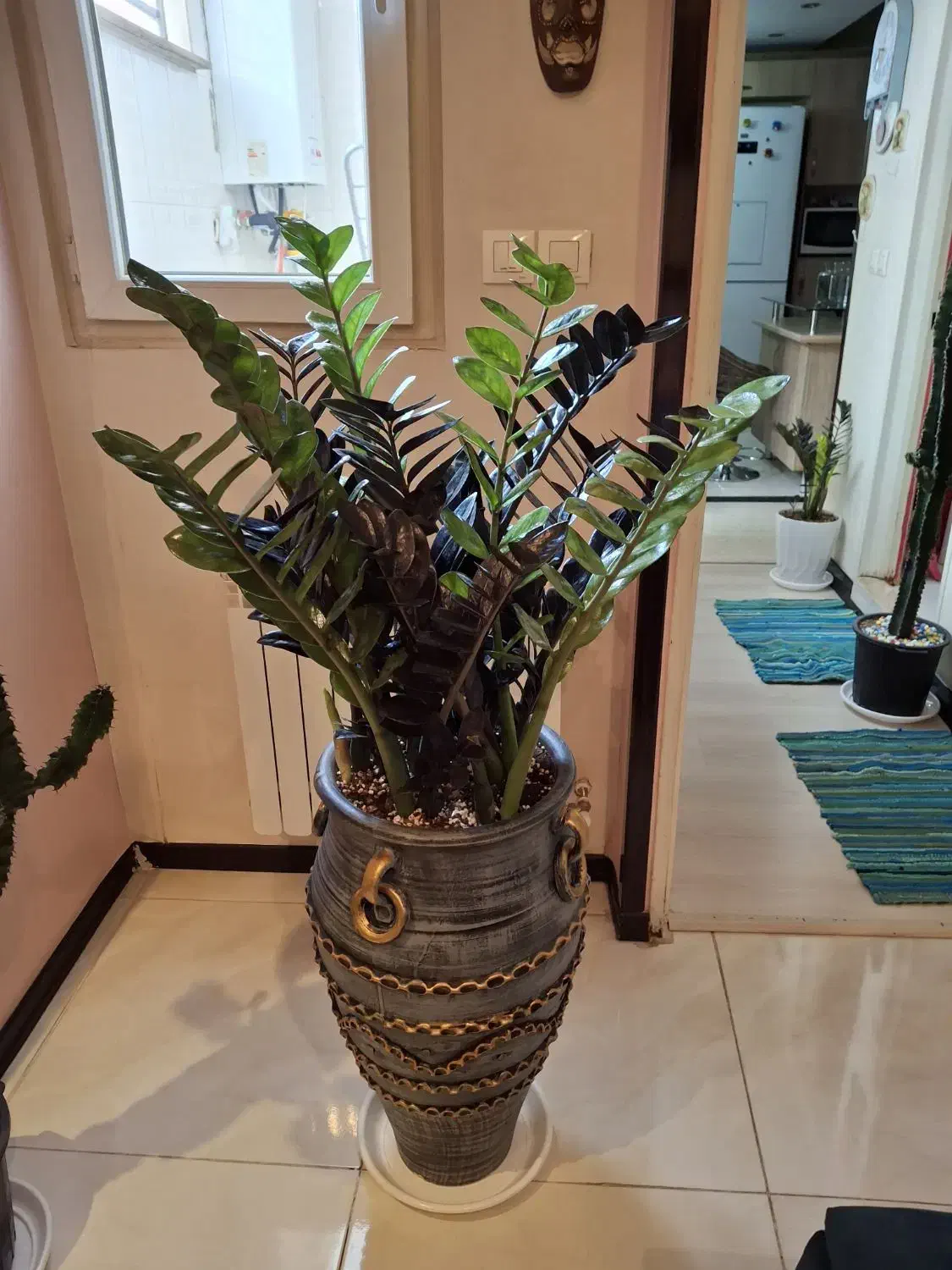 زاموفلیا بلک|گل و گیاه طبیعی|کرج, شهرک آسمان|دیوار