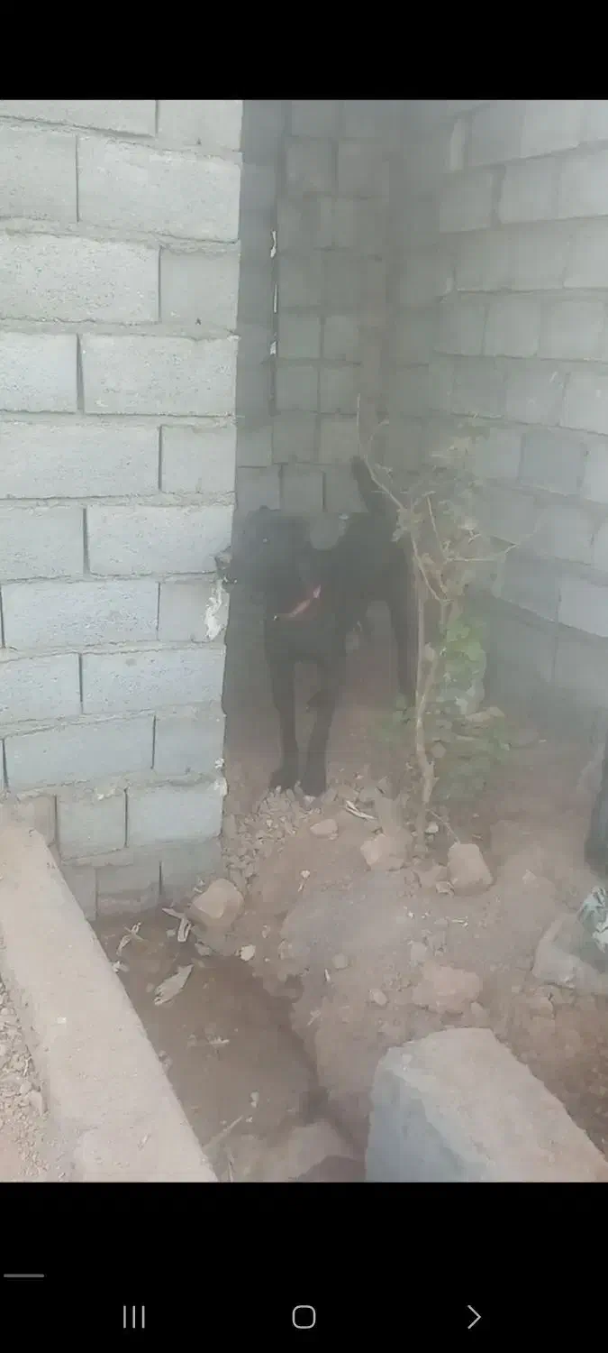 سگ بومی|سگ|برخوار, |دیوار