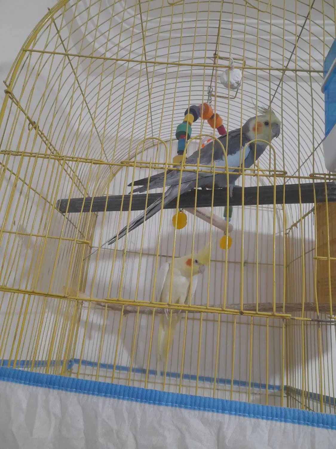 عروس هلندی|پرنده|میناب, |دیوار