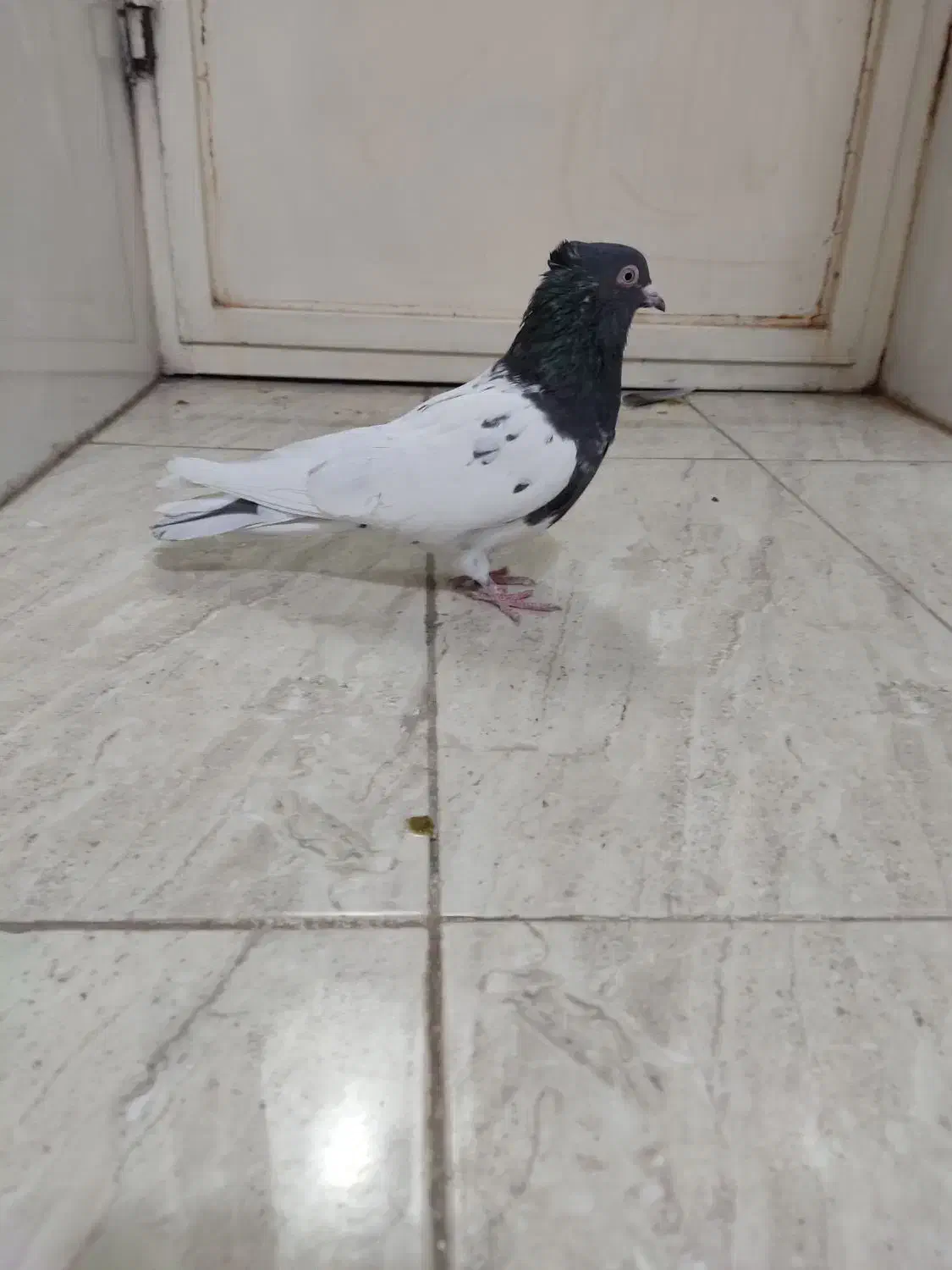 کبوتر کله ای|پرنده|لنجان, |دیوار