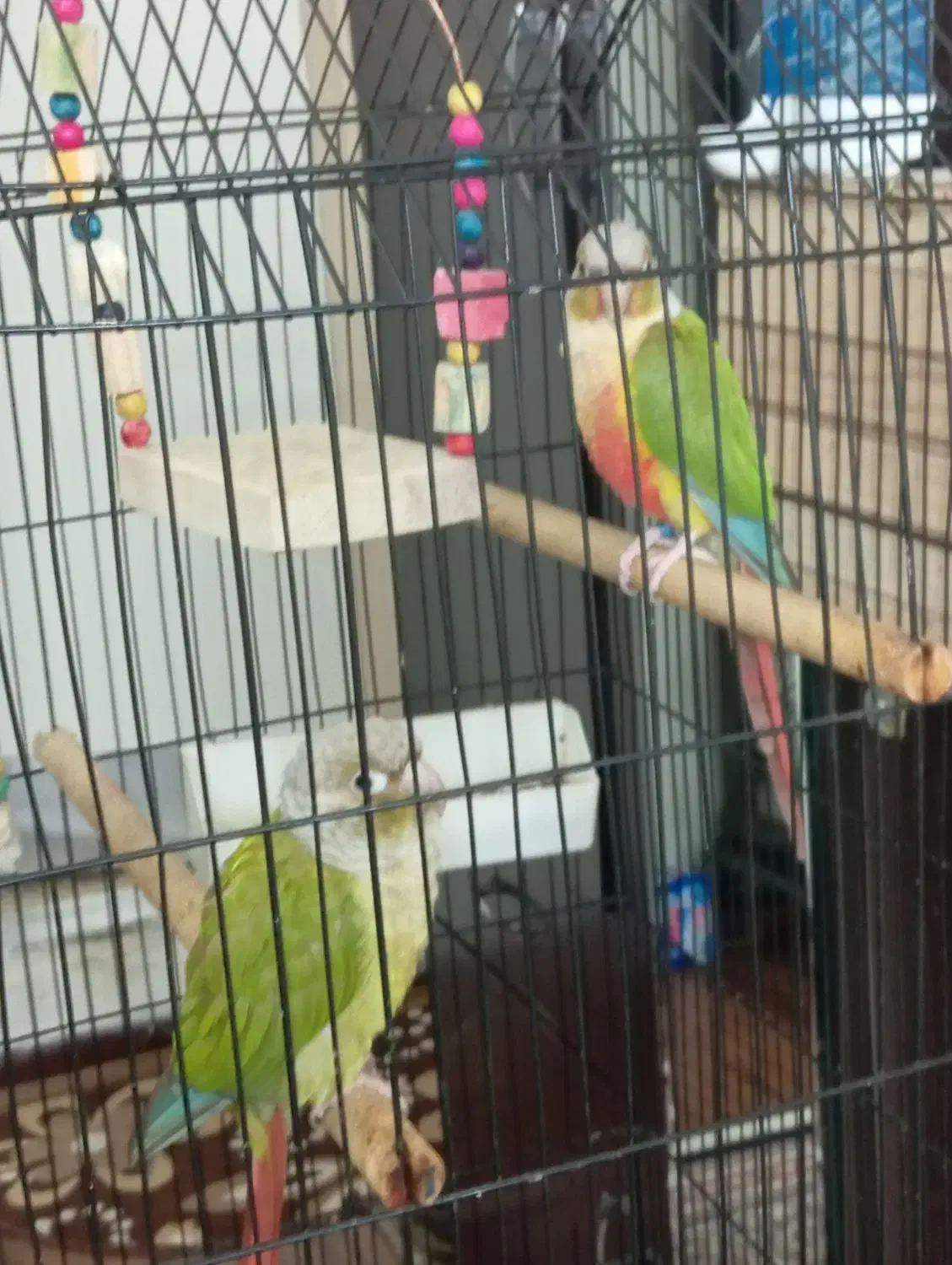 فروش طوطی گرینچیک|پرنده|فردیس, فردیس|دیوار