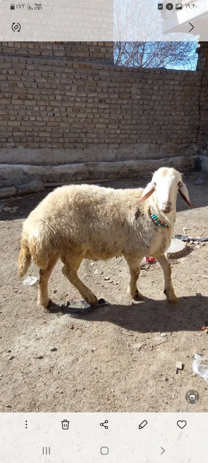 بره نر|حیوانات مزرعه|سیلاخور, |دیوار