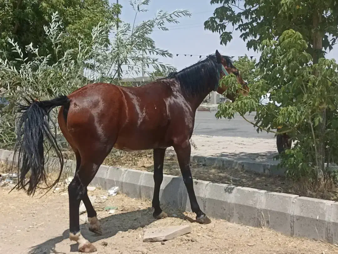 فروش اسب|اسب و تجهیزات اسب‌سواری|کرفتو, |دیوار