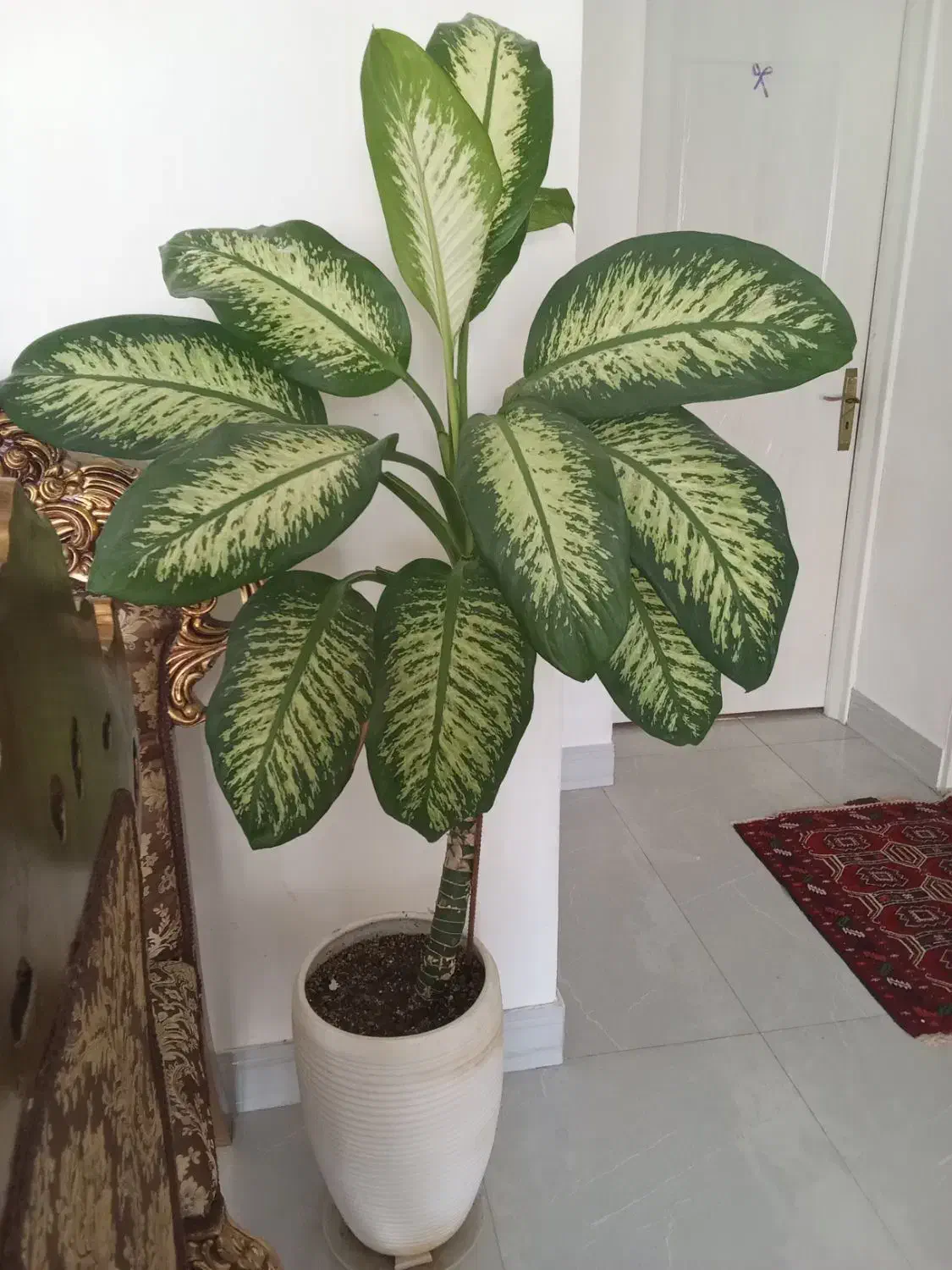 گل دیفن|گل و گیاه طبیعی|گلبهار, شهر جدید گلبهار|دیوار