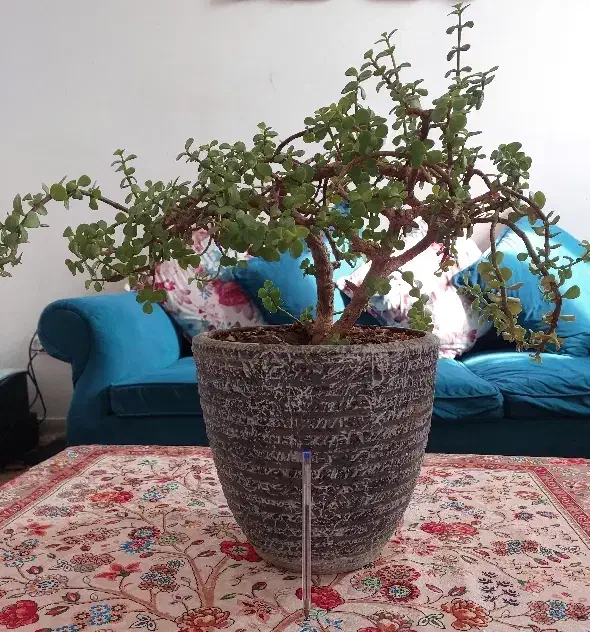 بن سای خرفه|گل و گیاه طبیعی|تهران, دهکده المپیک|دیوار