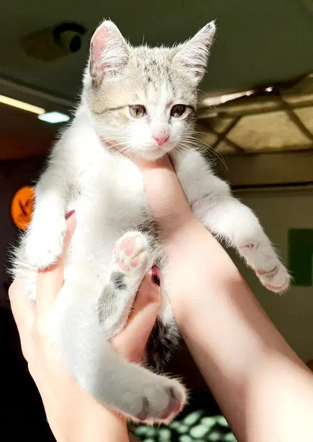 پیشی|گربه|تهران, نیروی هوایی (پیروزی)|دیوار