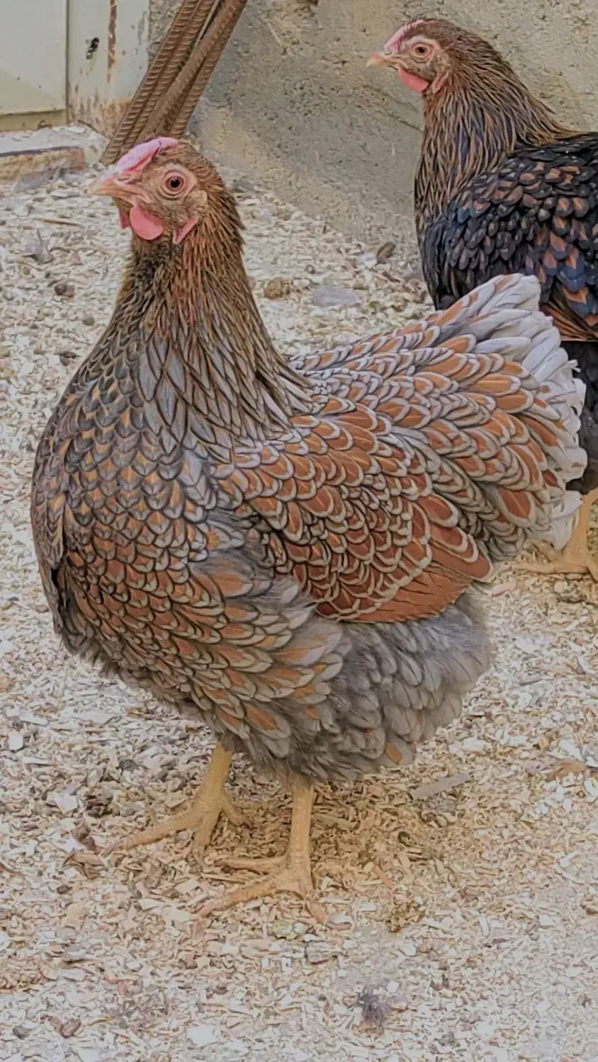 تخم نطفه دار ویاندوت و برهما لایت|حیوانات مزرعه|شهرضا, |دیوار