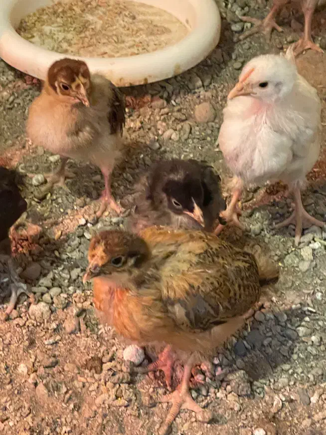 جوجه یکماهه|حیوانات مزرعه|مشهد, ویلاشهر|دیوار