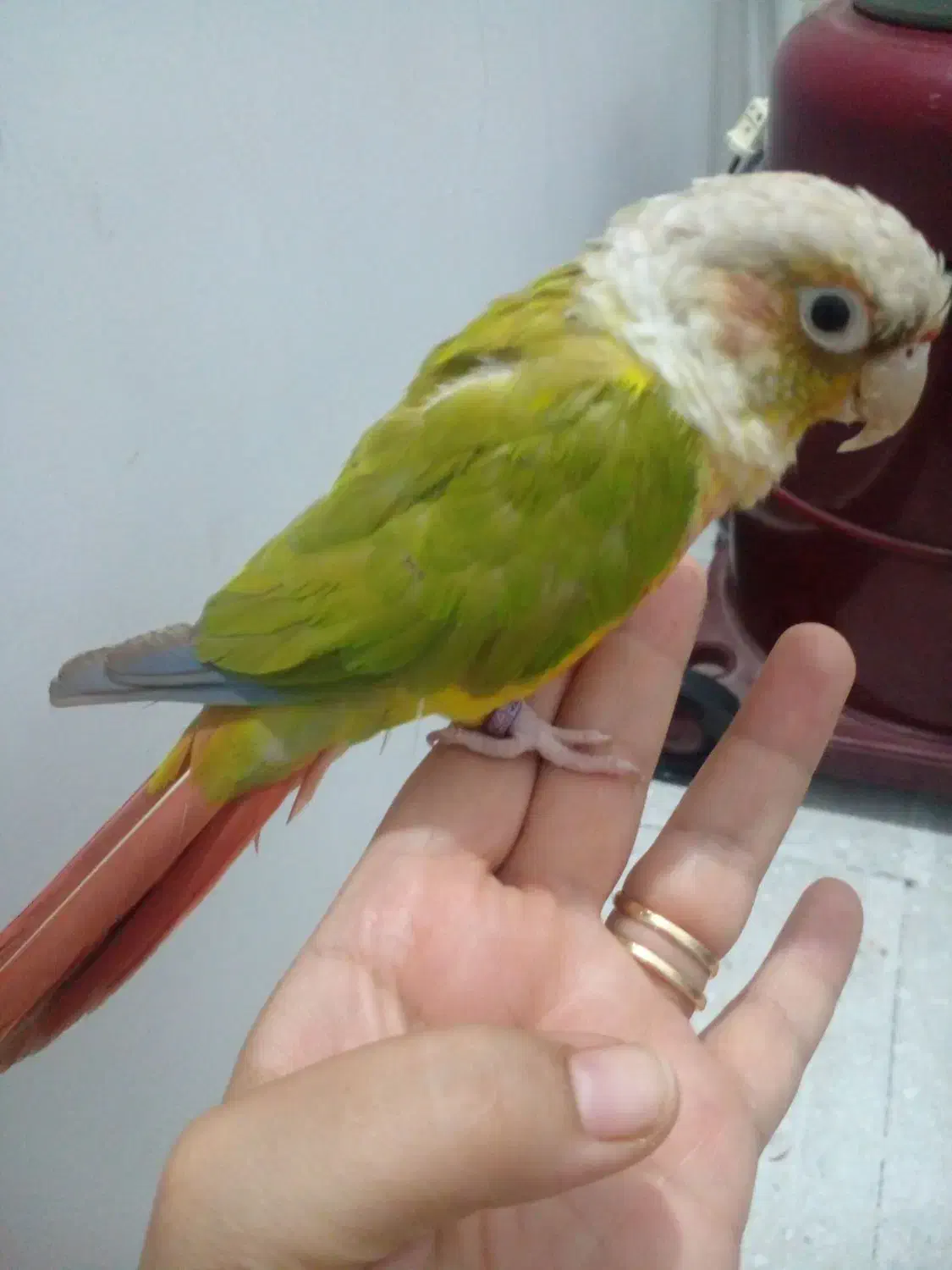 طوطی گرینچک|پرنده|قم, سراجه (۱۵ خرداد)|دیوار