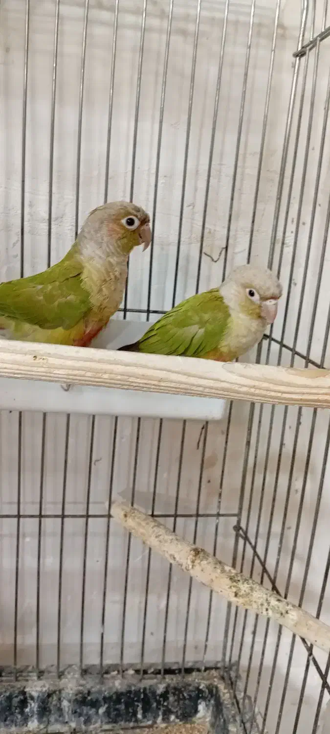 گرینچیک نر بالغ|پرنده|پاکدشت, پاکدشت (مامازند)|دیوار