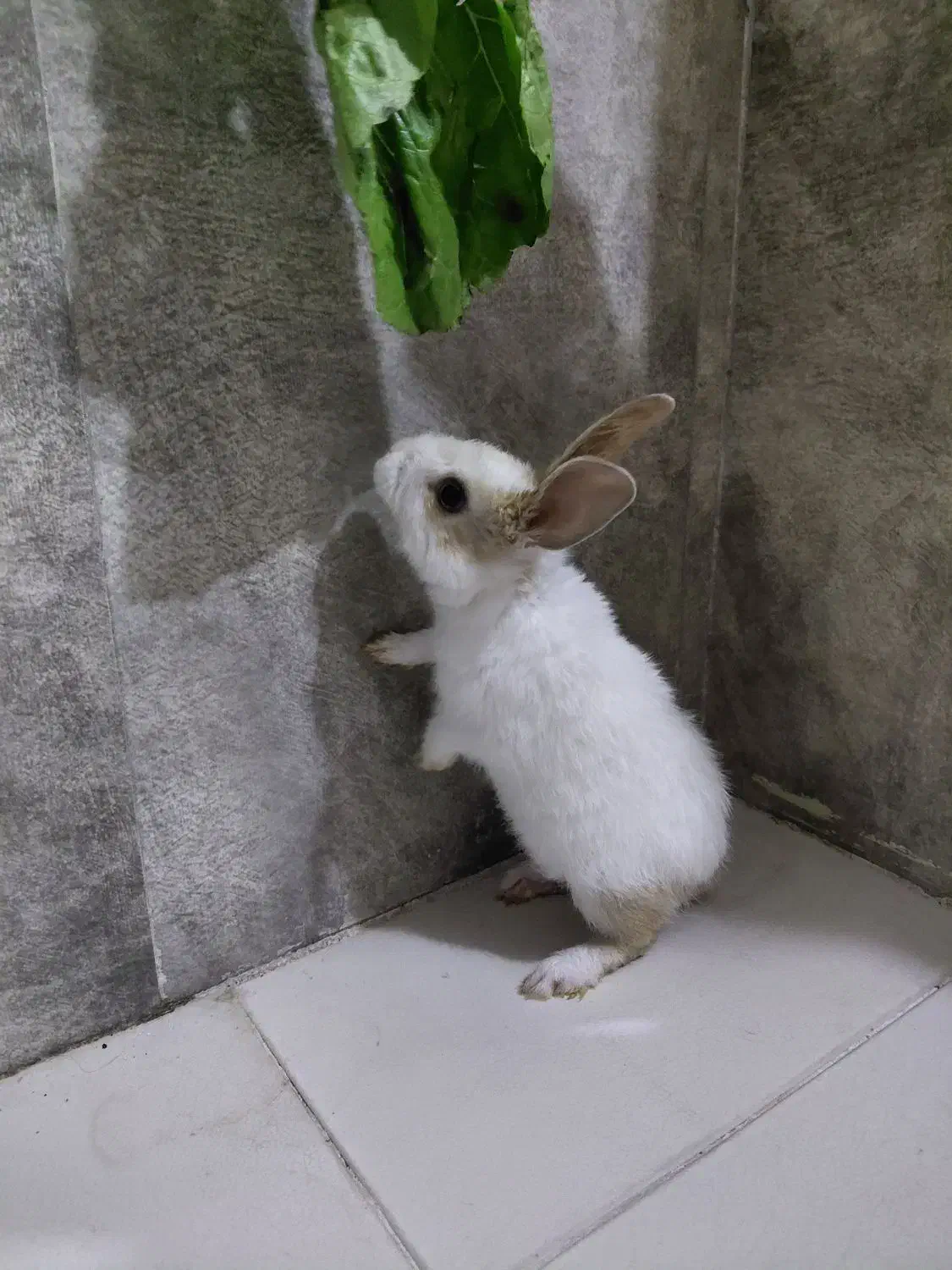 خرگوش بچه چند ماهه سفید|موش و خرگوش|مشهد, رضاشهر|دیوار
