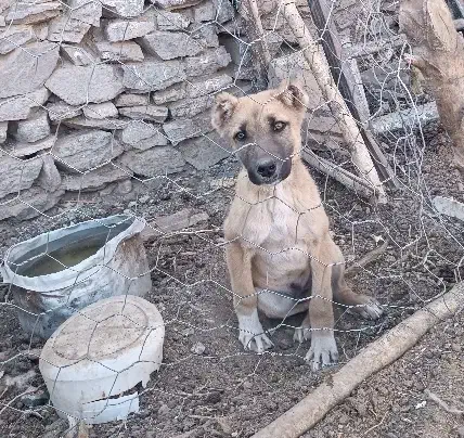 توله نر ذات دار|سگ|تربت‌حیدریه, پیشکوه|دیوار