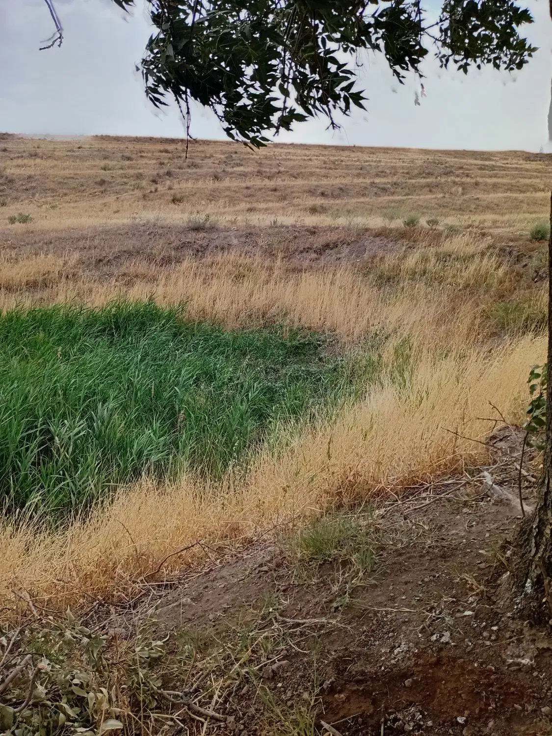 زمین کشاورزی  جاده الموت ملک عبدل آباد کوه پایه|فروش دفتر صنعتی، کشاورزی، تجاری|قزوین, |دیوار