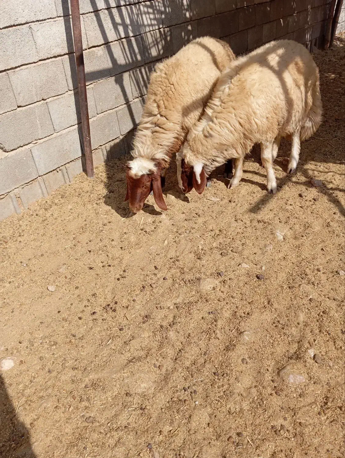 یه راس قوچ صدامی ویه راس سنجابی|حیوانات مزرعه|سرپل ذهاب, |دیوار