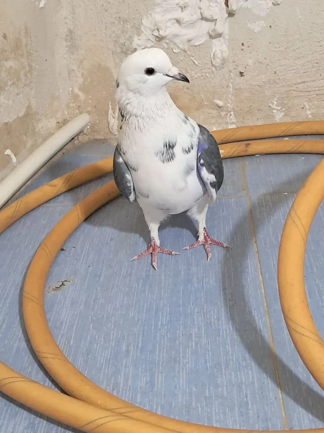 طوقی ماده|پرنده|اردبیل, |دیوار