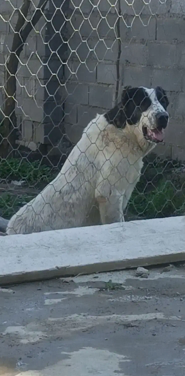 هفت ماهه|سگ|سیمین شهر, |دیوار