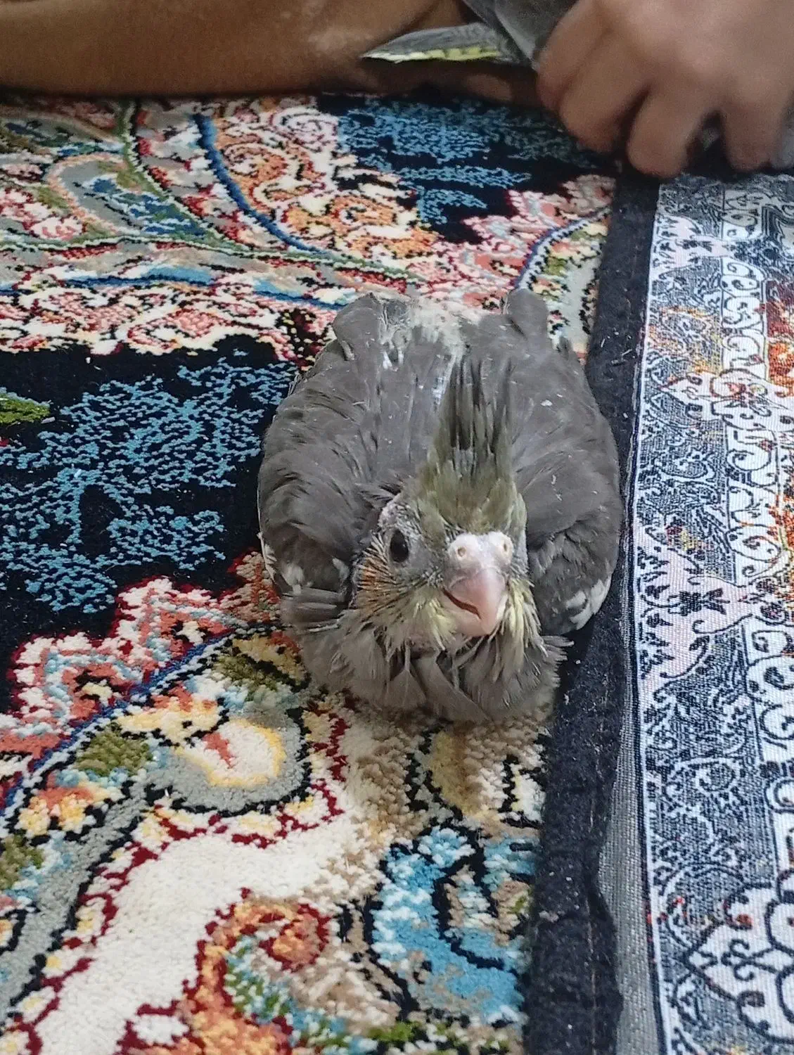 جفت جوجه عروس|پرنده|زابل, |دیوار