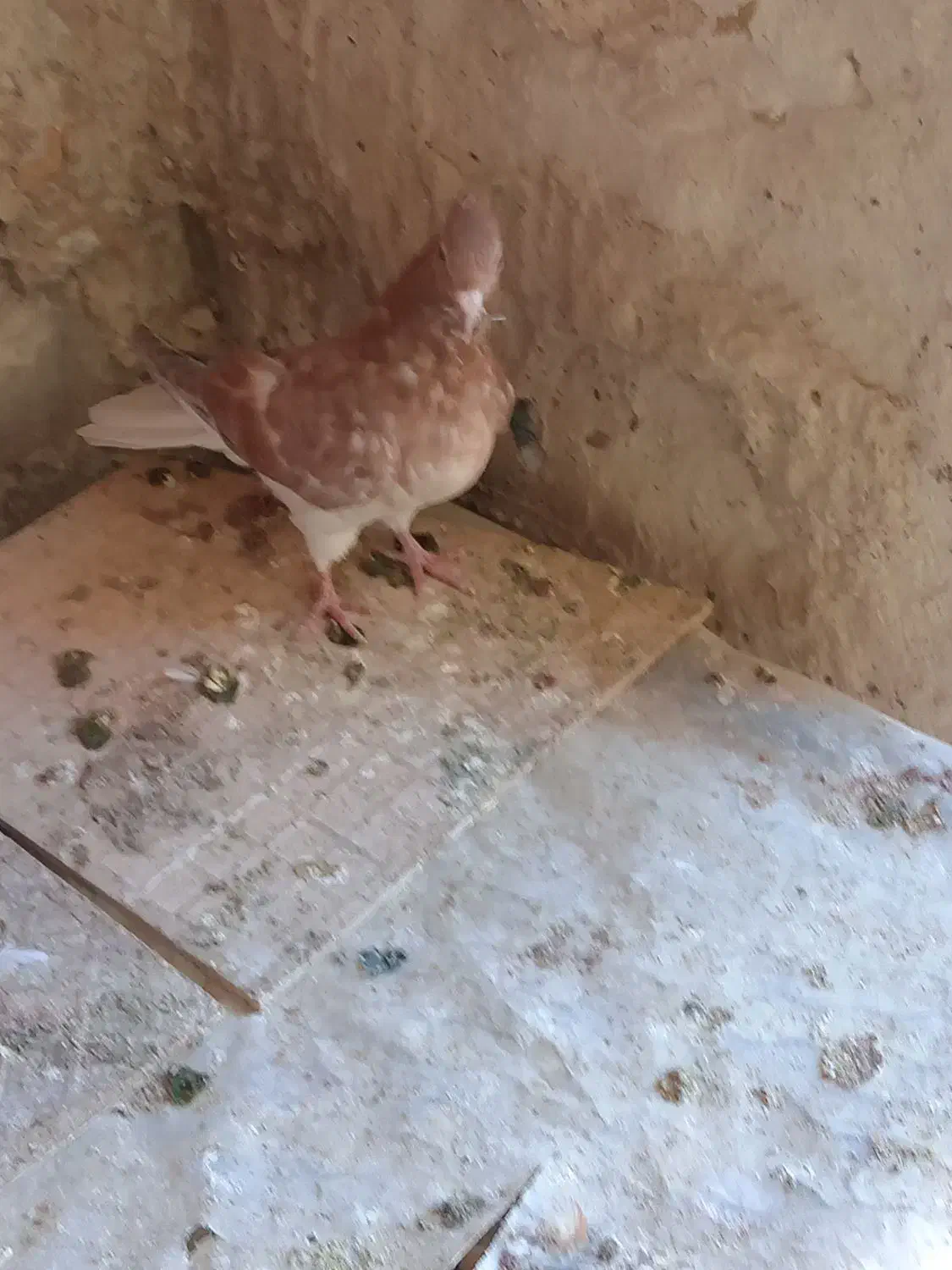 جوجه زرد دمسفید|پرنده|تربتحیدریه, ده پائین|دیوار