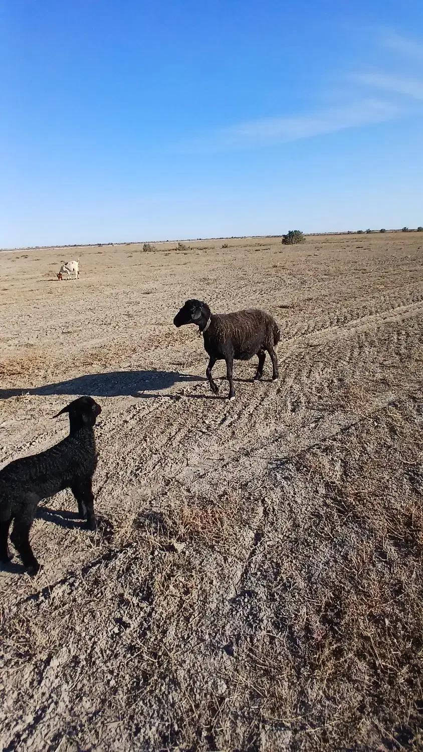 گوسفند بره دار حیوانات مزرعه|حیوانات مزرعه|سیمین شهر, |دیوار