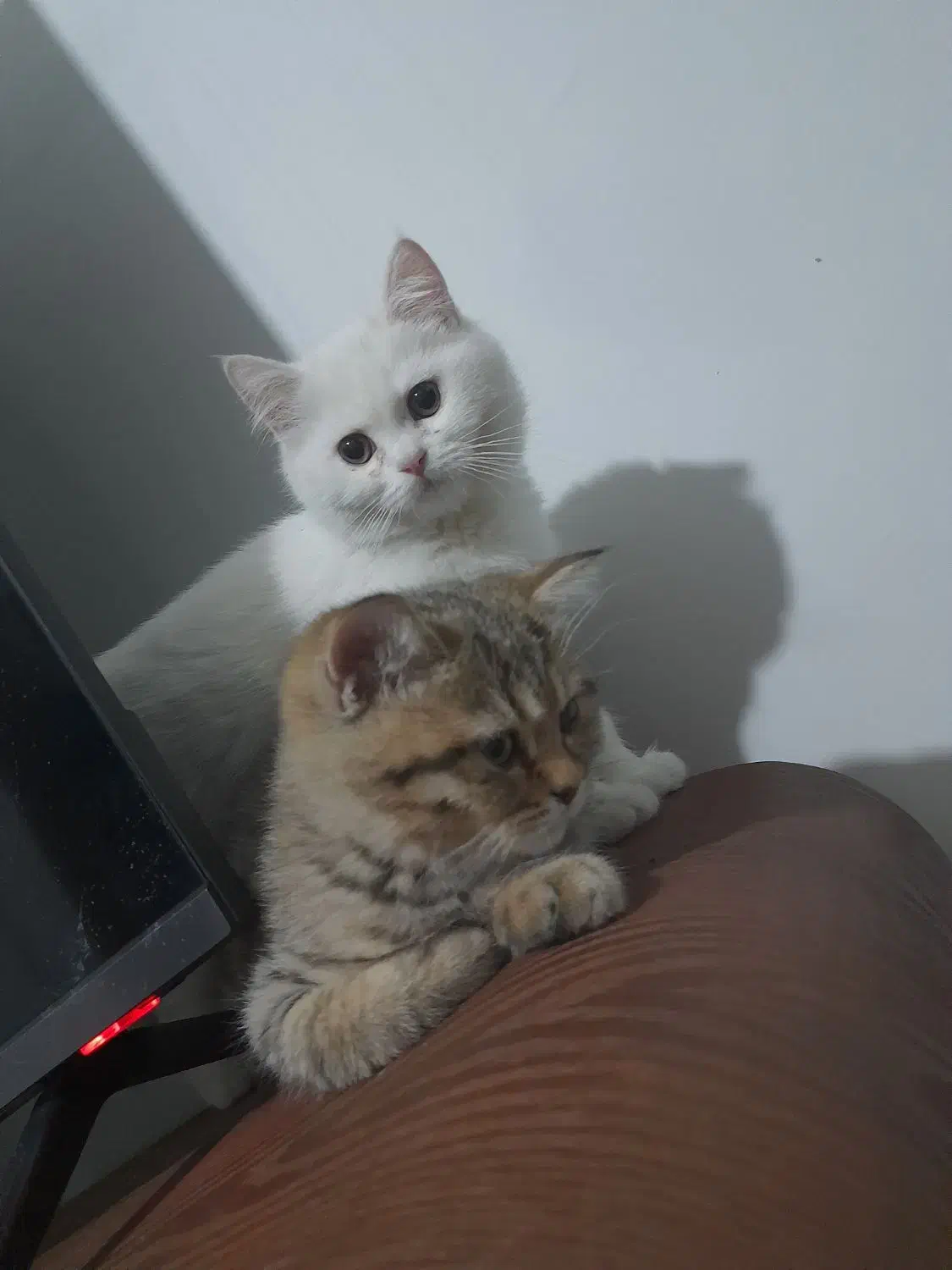 گربه بریتیش و اسکاتیش|گربه|تهران, راه آهن|دیوار