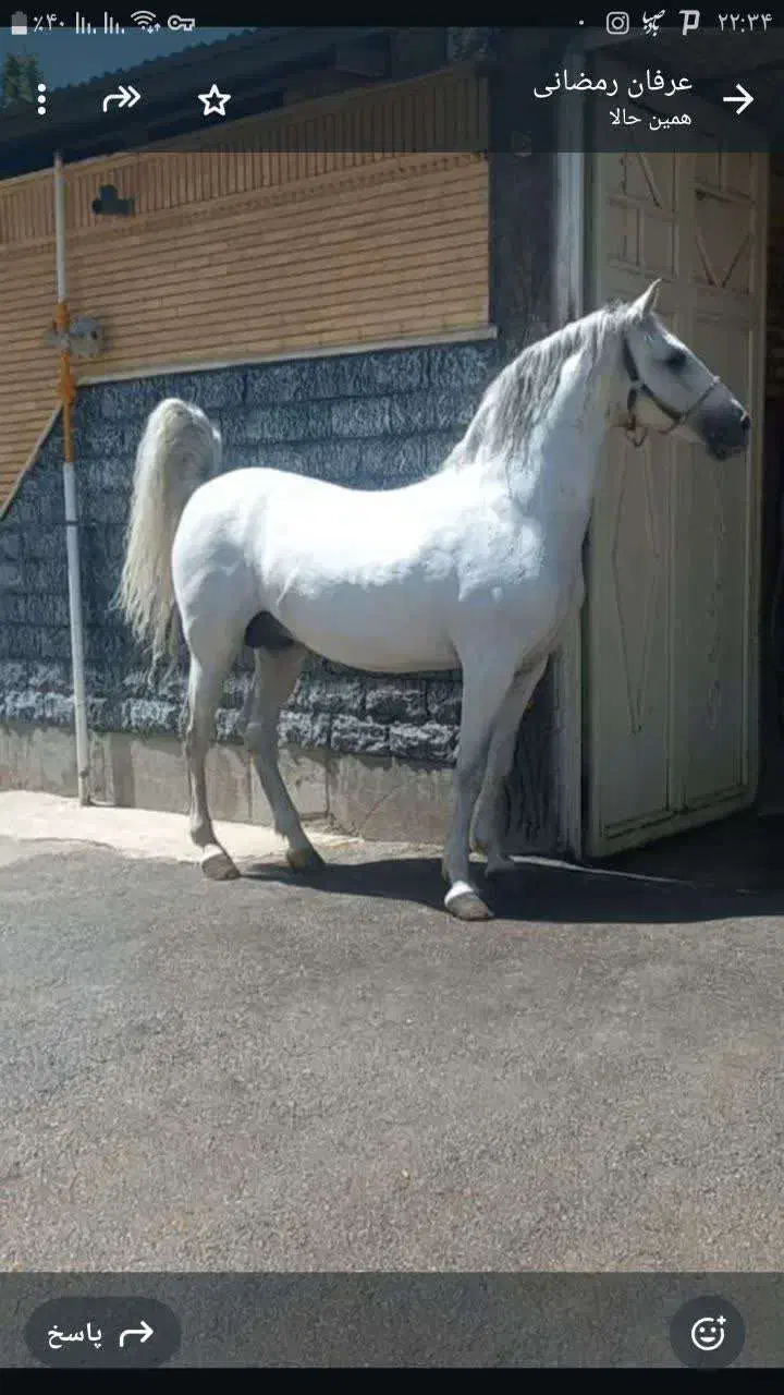 فروش اسب های کرد|اسب و تجهیزات اسبسواری|خمین, |دیوار