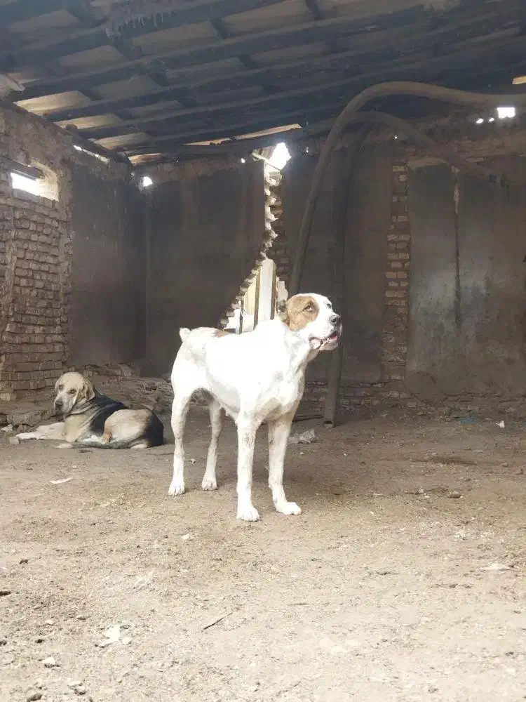 ماده آلابای|سگ|سنگدوین, |دیوار