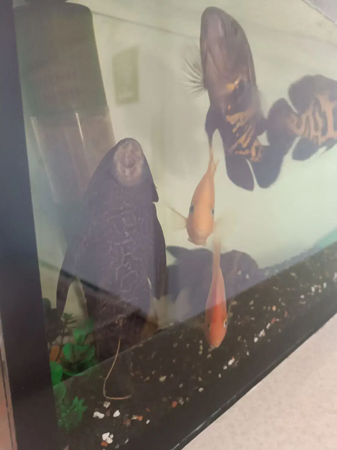 7عدد گوشتخار درشت با تمام لوازم مفت مفت|ماهی|مشهد, بهمن|دیوار