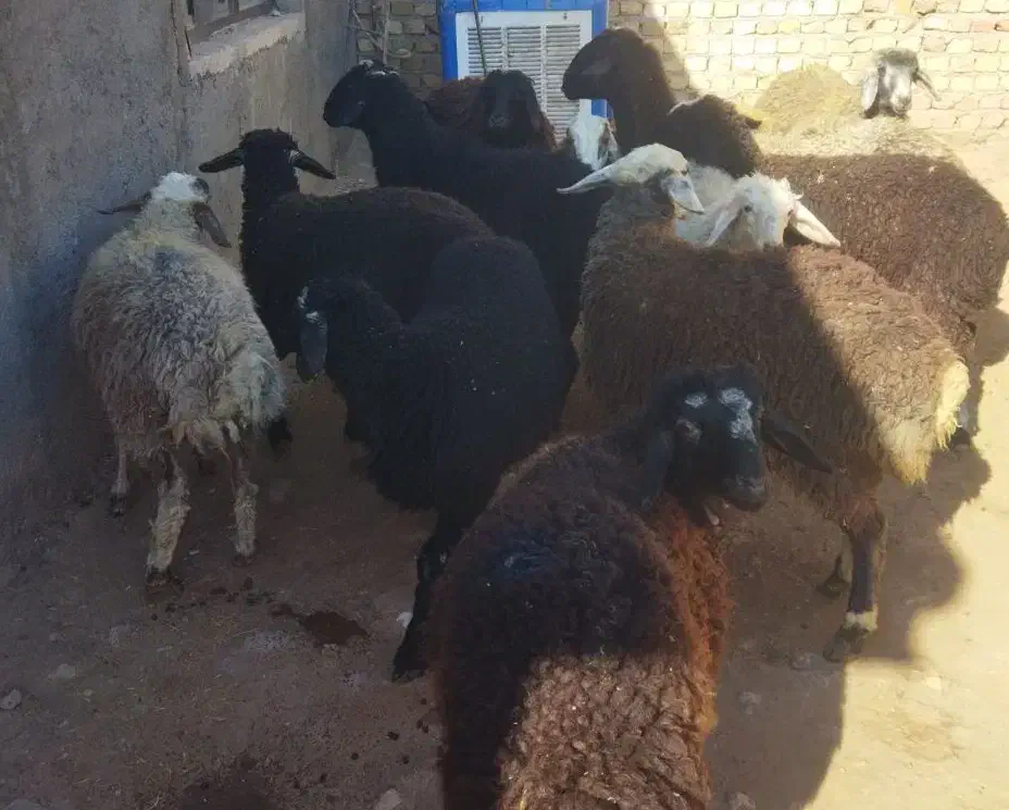 نر  نگهداشت|حیوانات مزرعه|هشتگرد, طاووسیه|دیوار