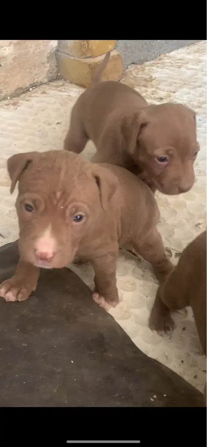 پیتبول اصیل نر سه عدد|سگ|رباط‌کریم, حصار مهتر|دیوار
