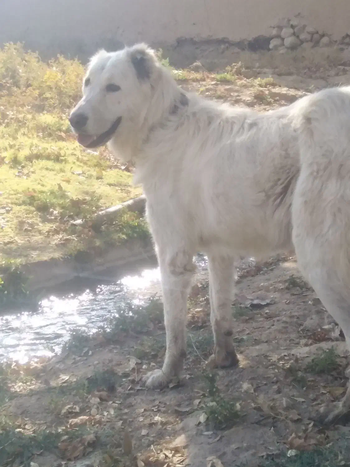 سگ قدریجونی|سگ|ماهان, |دیوار