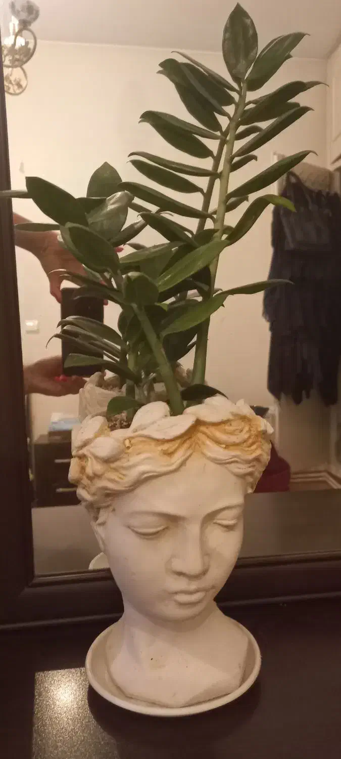 بن سای زاموفیلیا|گل و گیاه طبیعی|تهران, میرداماد|دیوار