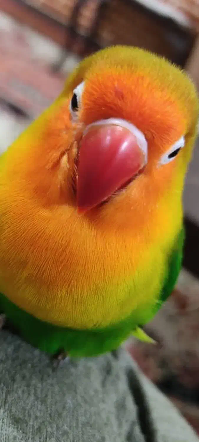 طوطی برزیلی گم شده|حیوانات|بهبهان, |دیوار