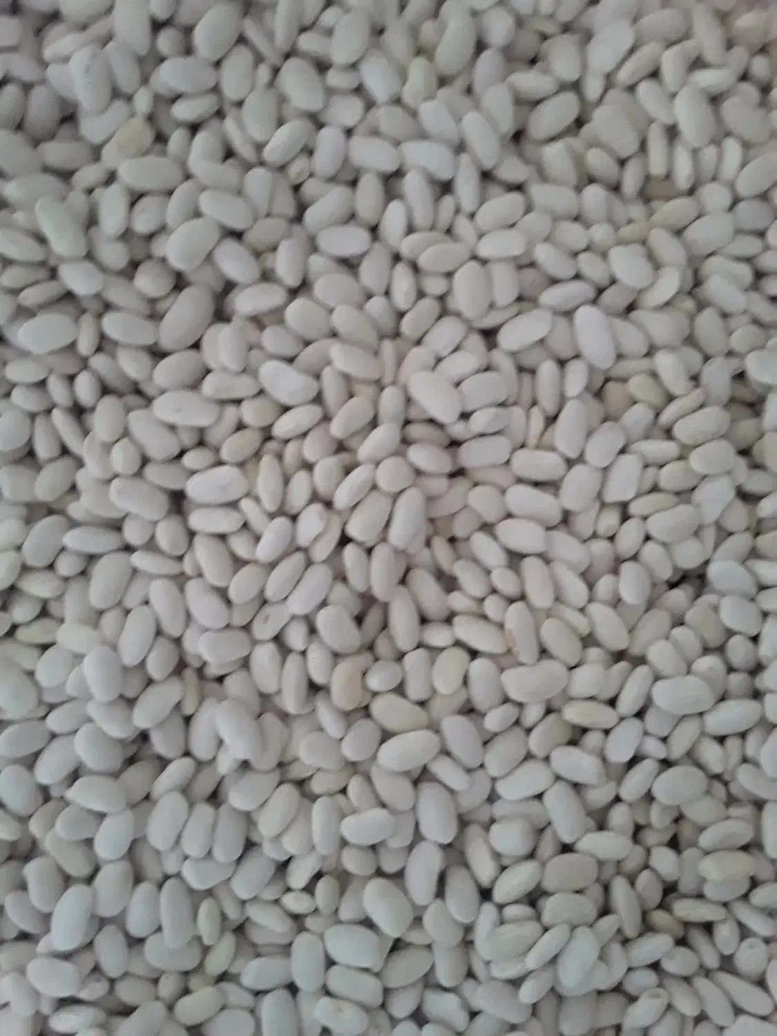 فروش لوبیا سفید ..قرمز|عمدهفروشی|لاران, |دیوار